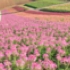 花畑