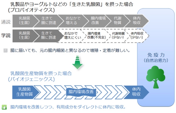 乳酸菌摂取での違い